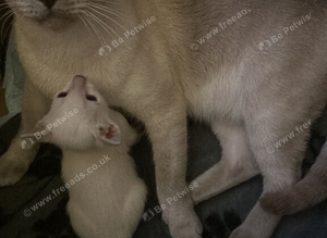 Siamese kitten