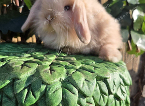 Pure mini lion lop babies
