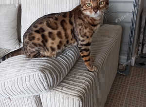 Handsome BENGAL Boy For STUD