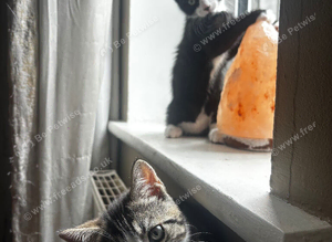 kittens