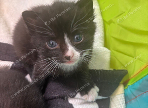 Kittens x3 black