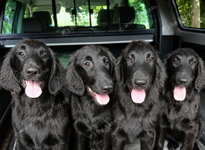 Flat coat puppy