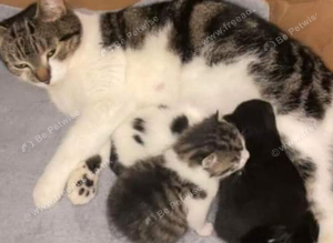 Kittens