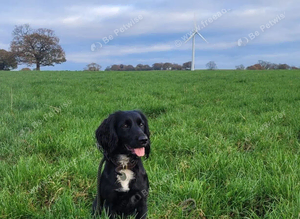 Cocker Spaniel