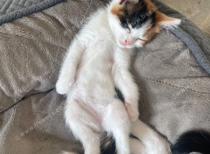 Kitten Calico