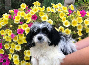 Papillon/ toy poodle puppies