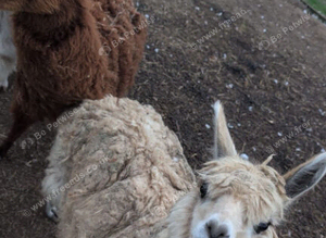 3 alpacas
