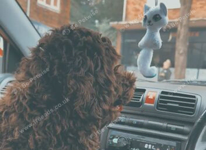 Cockapoo for sell