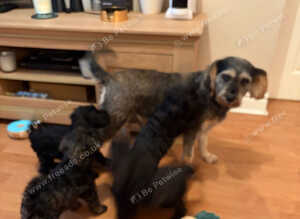 Beautiful Schoodles Pups