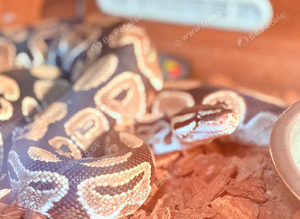 Python