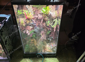 Professionally built FrogFather established bioactive vivarium for sale.