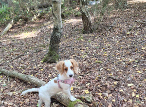 Female cockapoo