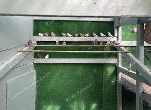 Zebra finch