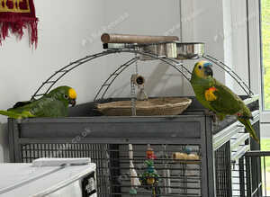 Amazon parrot