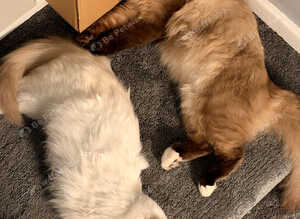 Adorable Ragdoll kittens