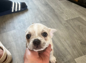 Frenchie/chihuaua