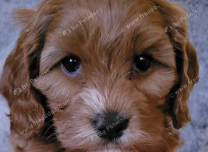 Cockapoo Pups