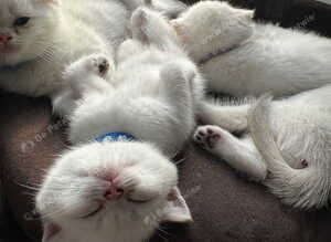 Four Little Snowflakes with Unreal Blue Eyes