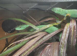 Green keeled bellied lizard pair  2023