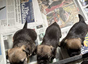 3 KC Registered Border Terrier Dog Pups