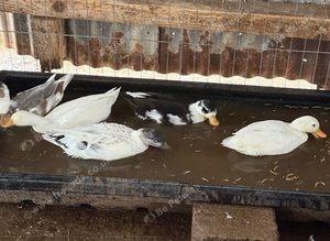 Call ducks all different colours for sale