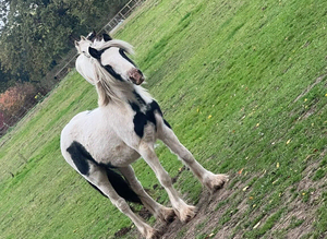 12 month old colt for sale