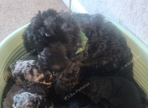 Puppies for sale