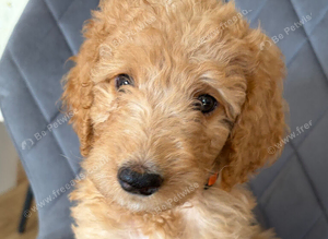 Beautiful Labradoodle puppies!