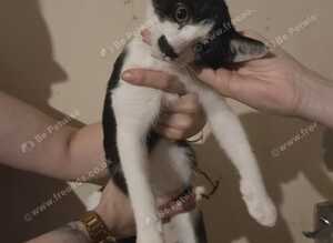 Kittens need urgent homes
