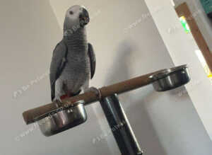 7month old tame african grey
