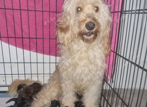 Cockapoo puppies