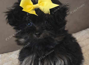 Teddy bear pomapoos
