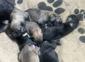 Belgian Malinois puppy's