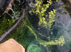 Pond and aquarium plants