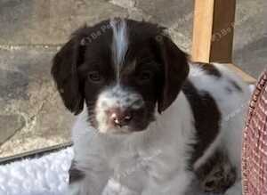For sale &ndash; Superb KC Reg Pedigree English Springer Spaniel Puppies