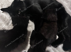 3 kittens ready to leave now