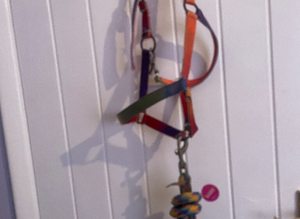 Headcollar