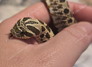Western hognose snake