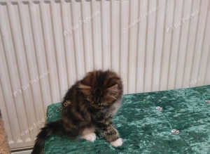 For sale
