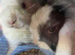 2 male mini lops and hutch