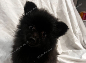 1 black female pomeranian