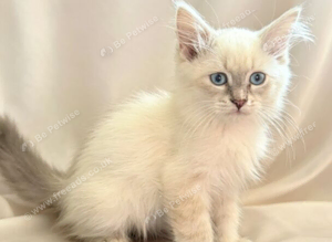 Adorable Siberian Neva Masquerade Kittens