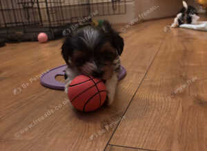 Biewers yorkies