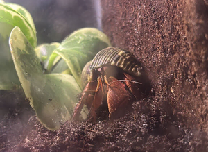 Purple clawed hermit crab