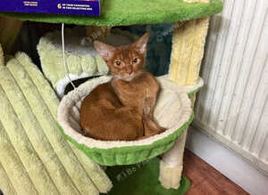 BEAUTIFUL ABYSSINIAN SORREL CAT LOOKING FOR A LOVING HOME