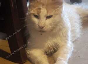 Maine coon cross kittens