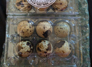 Corturnix Quail hatching eggs