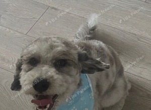 Mac the cockapoo