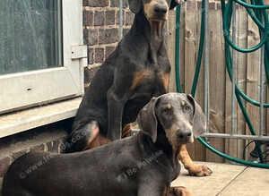 Beautiful Blue and Tan Female Doberman