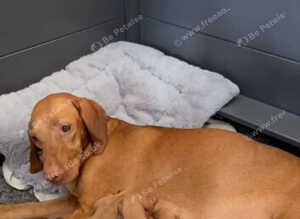 Champion Bred Hungarian Vizsla Puppies 0.9% COI 5 Generation KC Registered
